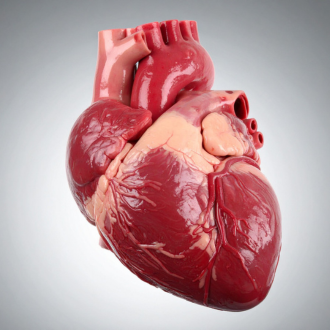 heartnew image heartnew image